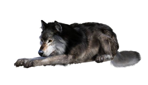 ілюстрація вовка, що лежить
 - Фото, зображення