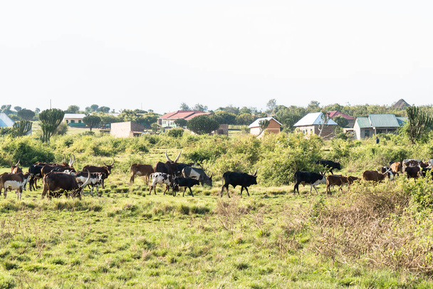 Diverses vaches, y compris des vaches ankoles à longues cornes, paissent et marchent dans un pâturage en Ouganda rural - Photo, image