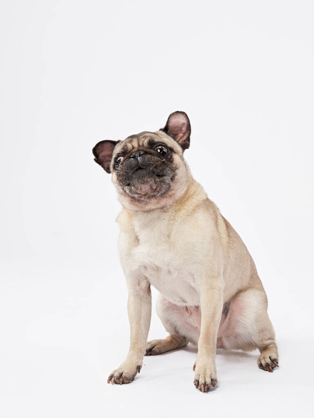 funny pug dog on a white background. Playful pet in the studio - Fotó, kép