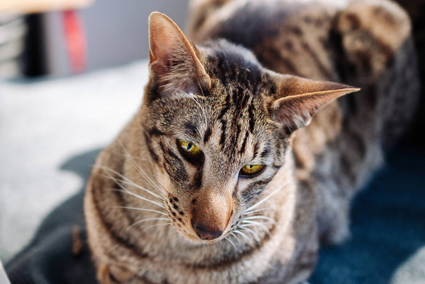 Close-up de focinho de gato oriental listrado. Gato com caráter de cão. Foto de alta qualidade - Foto, Imagem