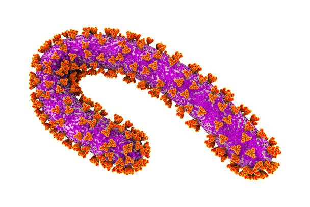 Wirus Marburga, ilustracja 3D. Wirusy RNA wywołujące gorączkę krwotoczną Marburga. Należy do rodziny Filoviridae, tak samo jak wirus Ebola. - Zdjęcie, obraz