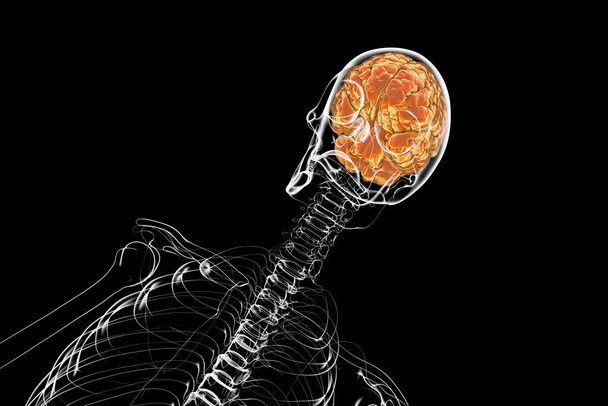 Ihmisen luuranko, jolla on aivot, 3D-kuva, joka esittelee ihmisen aivojen monimutkaista rakennetta ja sen sijoittamista kalloon - Valokuva, kuva