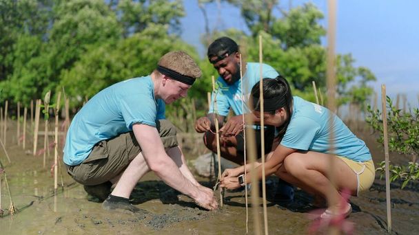 Group of volunteer helpers planting trees in mangrove forest for environmental protection and ecology, reduce global warming - Photo, Image