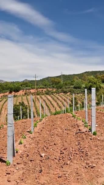 Nieuw geplant Cannonau druivenwijngaard met nieuwe scheuten en jonge bladeren in het voorjaar. Jonge bloeiwijze van de wijnstok. Traditionele landbouw. Sardinië, Italië. Beelden. - Video