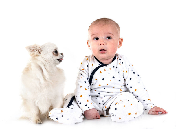 four month old baby boy and chihuahua in front of white background - 写真・画像
