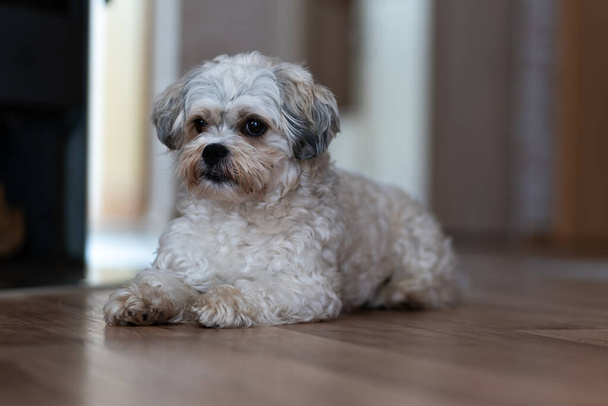 Um cãozinho maltês fofo está deitado no chão no corredor e olhando para o outro lado. Espaço de cópia. - Foto, Imagem