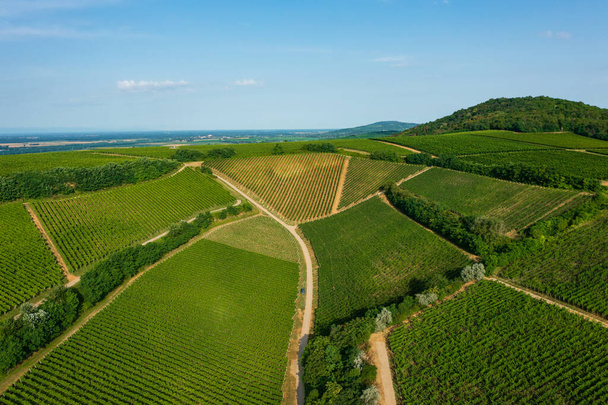 Aerial view about famous vineyards of Hungary at Villany wine region. Hungarian name is Ordogarok. - Foto, immagini