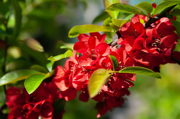 Japonský quince. Červené květiny. Červené květy japonského quince zblízka. Kvetoucí keř. Nasycená barva. Mělká hloubka pole. Přirozené pozadí. Selektivní měkké zaměření - Fotografie, Obrázek