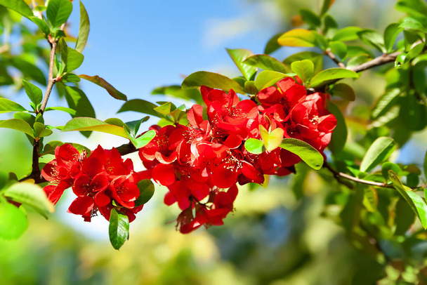 Membrillo japonés. Flores rojas. Flores rojas de membrillo japonés de cerca. Floración de arbustos. Color saturado. Pequeña profundidad de campo. Fondo natural. Enfoque suave selectivo - Foto, Imagen