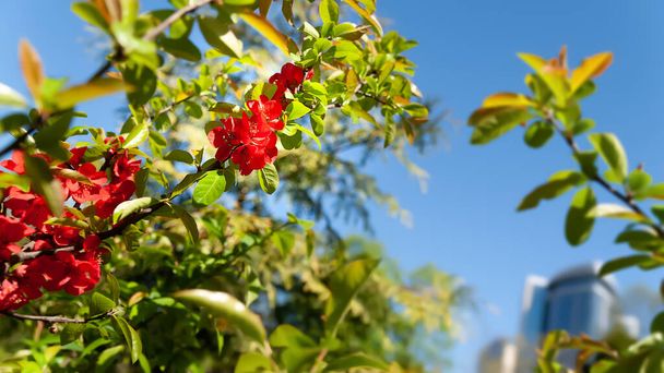 Japonský quince. Červené květy japonského quince. Kvetoucí keř. Nasycená barva. Mělká hloubka pole. Přirozené pozadí. Selektivní měkké zaměření - Fotografie, Obrázek