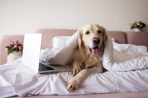 lindo perro de la raza golden retriever se encuentra en la cama cerca de la computadora portátil cubierta con manta caliente y suave, mascota descansa en casa debajo de la alfombra y utiliza la computadora - Foto, imagen