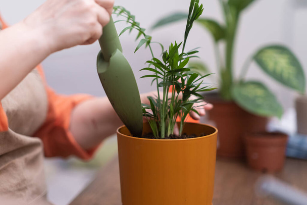 chamedorea plantent des racines saines soignant pendant le rempotage doucement à l'aide d'outils de jardinage. pot de fleurs orange sur table en bois  - Photo, image
