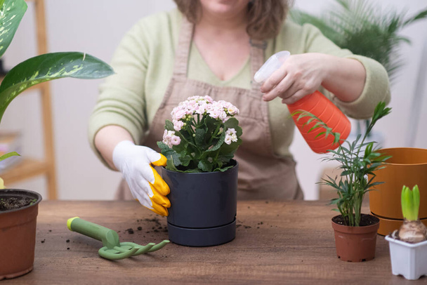 woman care for her house plants, spraying them with pure water from a bottle. Experience her plant nurturing skills as she tends to her home garden.  - Photo, Image