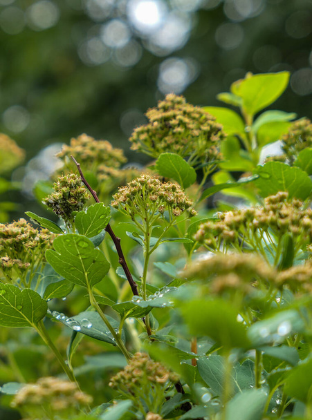 Close up of fresh wet green plant - Zdjęcie, obraz
