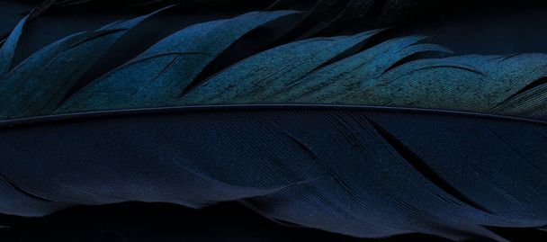 pták straky peří, modré pozadí - Fotografie, Obrázek