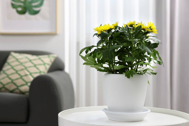 Beautiful chrysanthemum plant in flower pot on white table in room, space for text - Foto, immagini