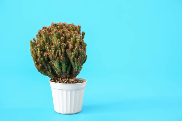 Pot with cacti on blue background - Foto, Bild