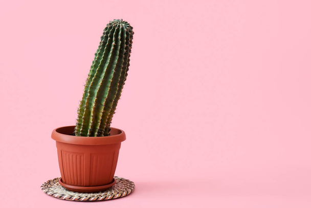 Pot with cactus on pink background - Fotoğraf, Görsel
