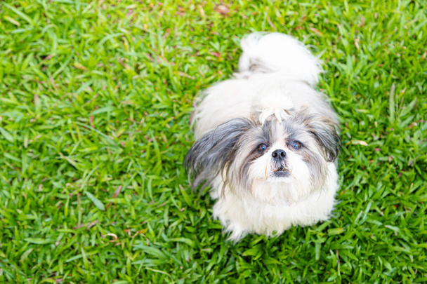 芝生の上で素敵な女性の石津犬の背景 - 写真・画像