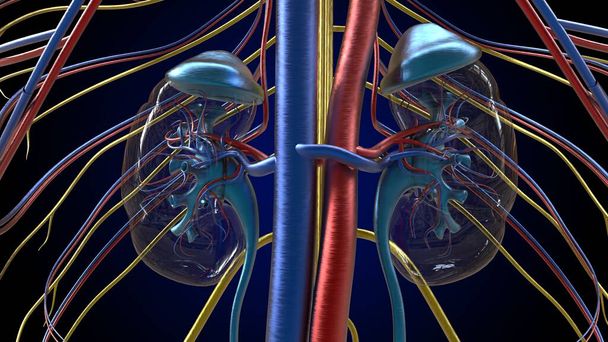 Ανθρώπινη ανατομία νεφρών για ιατρική έννοια 3D εικονογράφηση - Φωτογραφία, εικόνα