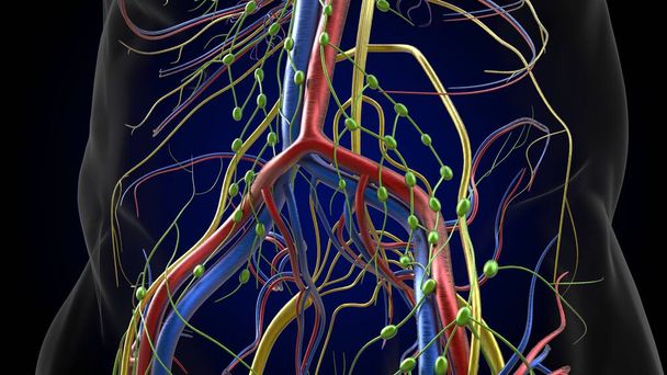 Ihmisen imusolmukkeet anatomia lääketieteellinen käsite 3D-kuvitus - Valokuva, kuva