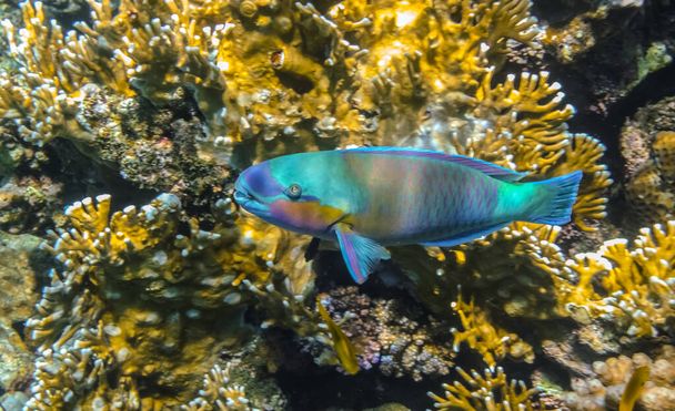 wonderful colorful daisy parrotfish hovering over yellow corals in egypt - Photo, Image