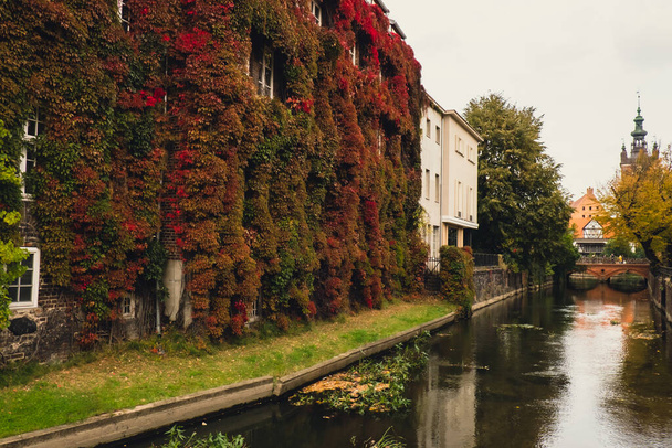 Πρόσοψη κτιρίου με αναρριχητικά φυτά, κισσός που αναπτύσσεται στους τοίχους καλυμμένους με φυτά. Φθινοπωρινή Οικολογία και πράσινη διαβίωση στην πόλη, αστική έννοια του περιβάλλοντος. Γκντανσκ Πολωνία. Βιοφιλία σχεδιασμός εξωτερικού χώρου Βιώσιμη - Φωτογραφία, εικόνα