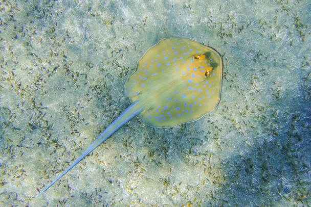 blue spotted ribbontail ray lying at the seabed in marsa alam egypt - Photo, Image