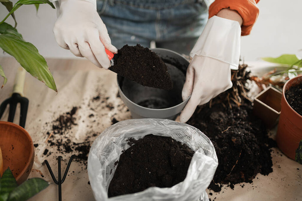 Frühjahrspflanzenpflege. Frau pflanzt Pflanzen in neuen Topf mit schwarzer Erde zu Hause. Gärtnerei. Ansicht von oben - Foto, Bild
