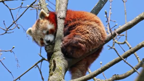 El panda rojo, Ailurus fulgens, también llamado el panda menor y el oso gato rojo sentado en un árbol. - Metraje, vídeo
