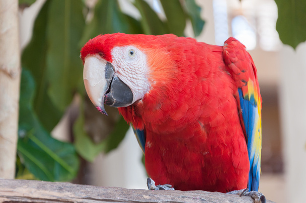 papagaio - Foto, Imagem