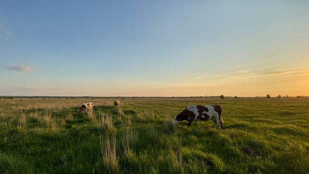 αγελάδες σε ανοιχτό χωράφι, το ηλιοβασίλεμα - Φωτογραφία, εικόνα