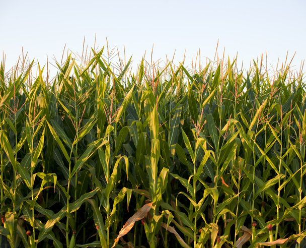 champ de maïs
 - Photo, image