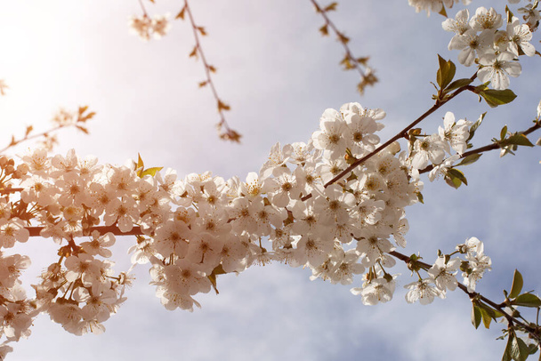 Natural background of flowering branches. Blooming branches of white cherry on a background of blue sky on sunny day, selective focus - Valokuva, kuva