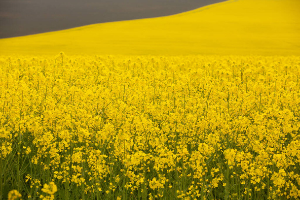 Рапсовое поле с желтым. Весной цветет рапсовое поле. Посадить зеленую энергетику. Биотопливо из рапса - Фото, изображение