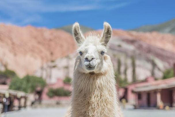 Lama purmamarca, jujuy, Arjantin. - Fotoğraf, Görsel