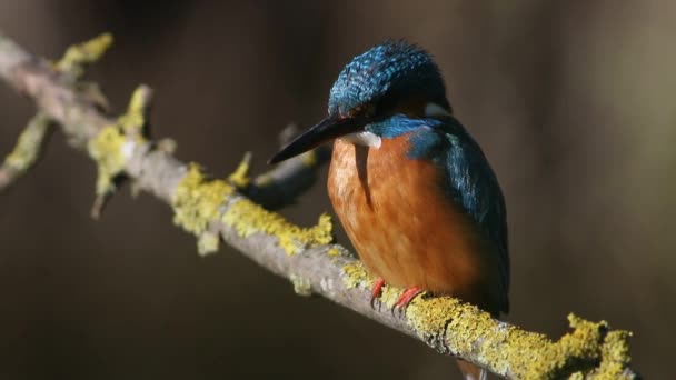 Common kingfisher, Alcedo atthis. A bird sits on a branch above the river, waiting for a fish - Footage, Video