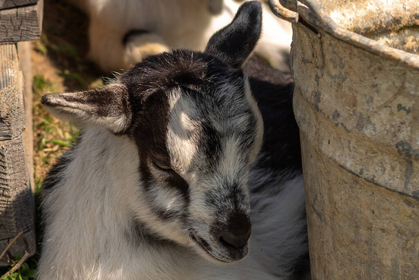 Goat baby resting in the sun near a wooden building on green grass - Photo, image