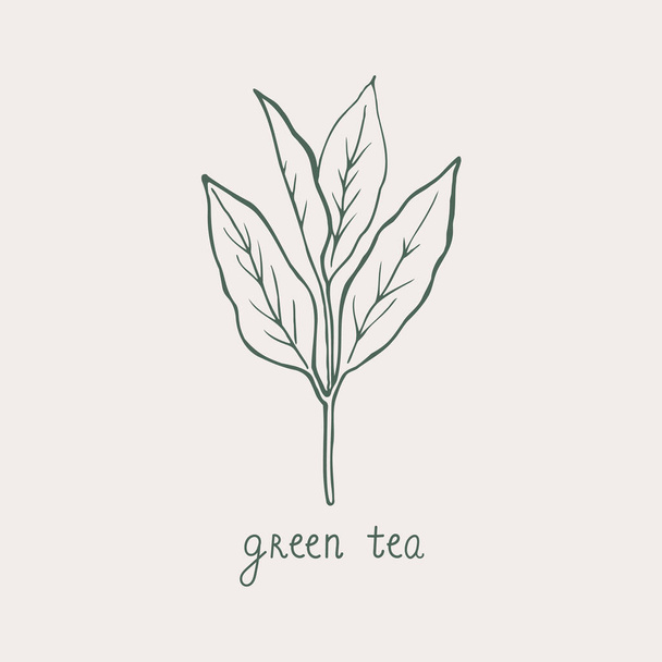 Green tea. Hand drawn tea leaf and handwritten text. Sketch style. Food, bio, drink. Nature line symbol.For template, card, logo, poster, label, print, design element. Vector art illustration.  - Vetor, Imagem