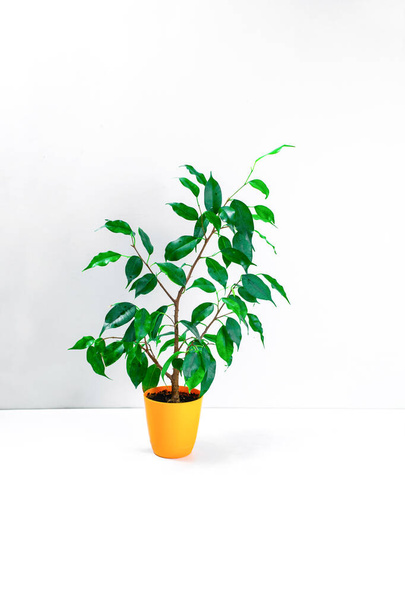 Ficus Benjamin turuncu küçük bir saksıda beyaz bir arka planda. Yeşil yapraklı küçük, güzel bir incir ağacı. Ev bitkileri yetiştirme ve bakımı kavramı. - Fotoğraf, Görsel