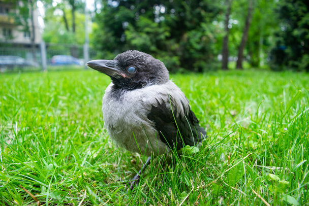 Cub of a gray crow with blue eyes in the green grass. Bird population and rearing of chicks in cities. Close-up. - Photo, Image