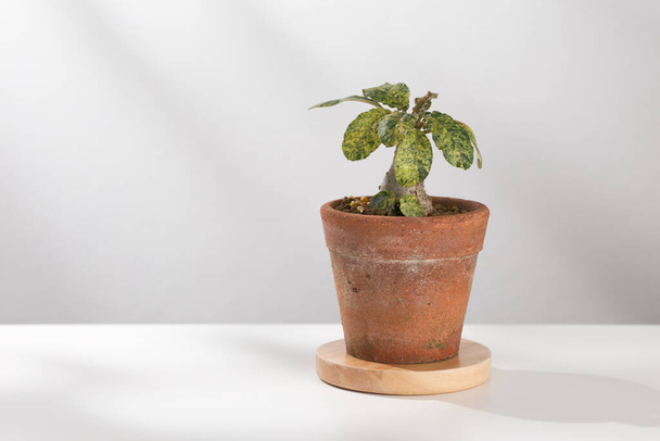 Dorstenia foetida variegata or Dorstenia Plant on the clay pot. - Photo, Image