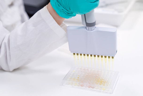 Um Mikroplatten für biologische oder chemische Analysen zu füllen, verwendet der Wissenschaftler einen Mehrkanal-Pipettenspender. - Foto, Bild