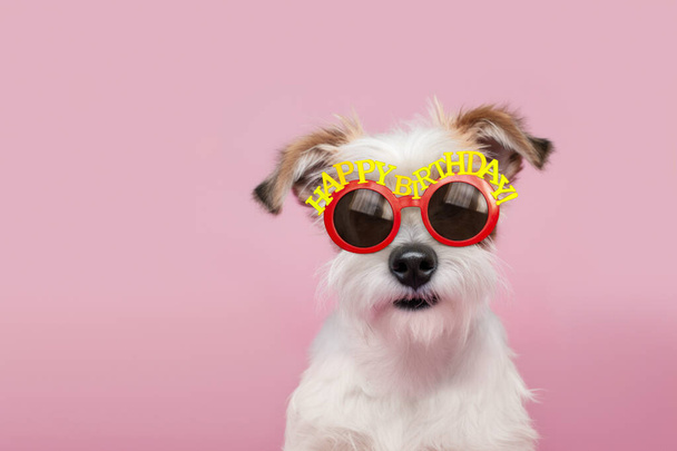Cute scruffy dog wearing happy birthday glasses at a birthday party - Photo, Image