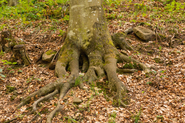 Kořeny stromů přežívajících na skalách v horách - Fotografie, Obrázek