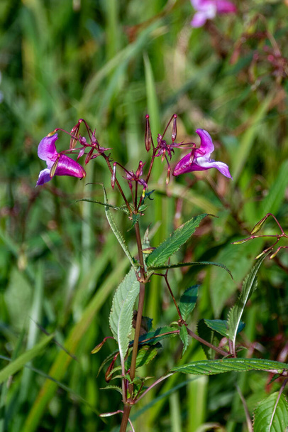 Bright purple magenta flowers of Himalayan Balsam, Impatiens glandulifera, with half developed seed pods also visible against a background of river bank foliage - Photo, Image