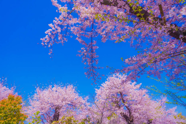 Les cerisiers fleurissent dans le parc Kogaya. Lieu de tournage : Kanagawa -ku, Yokohama - Photo, image