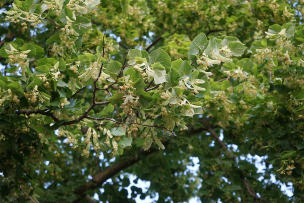 Tilia platyphyllos blooms in June. Tilia platyphyllos, the large-leaved lime or large-leaved linden, is a species of flowering plant in the family Malvaceae, Tiliaceae. Berlin, Germany  - Photo, Image