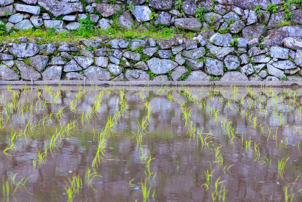 Green rice seedlings shoot from water in flooded field by ancient stone wall. High quality photo - Photo, Image