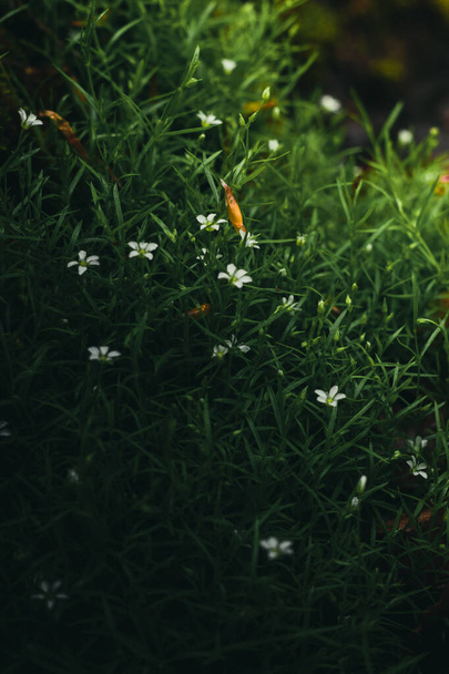 Pequeña flor blanca hermosa en el bosque lluvioso. - Foto, Imagen
